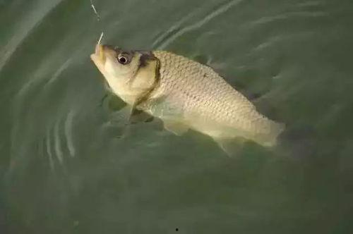 钓鱼异事,揭秘神秘水域的奇幻钓鱼之旅