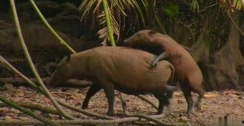 近亲交配,近亲交配的遗传影响与生物多样性挑战