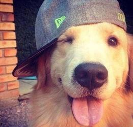 犬预警谁才是主人(我靠听懂狗说话当场打脸黑粉),我如何靠听懂狗话识破黑粉，成为宠物界网红